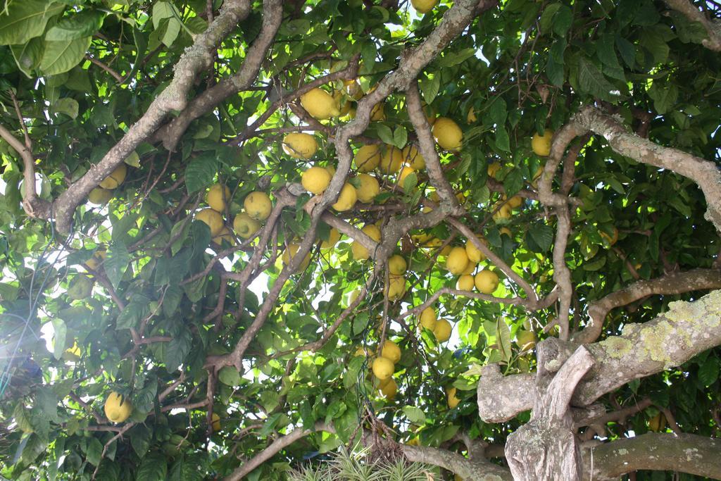 La Pitiusa Agroturismo Sant Miquel De Balansat Bagian luar foto