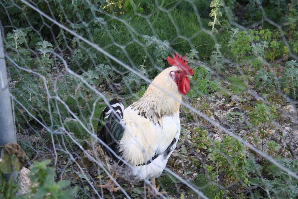 La Pitiusa Agroturismo Sant Miquel De Balansat Bagian luar foto