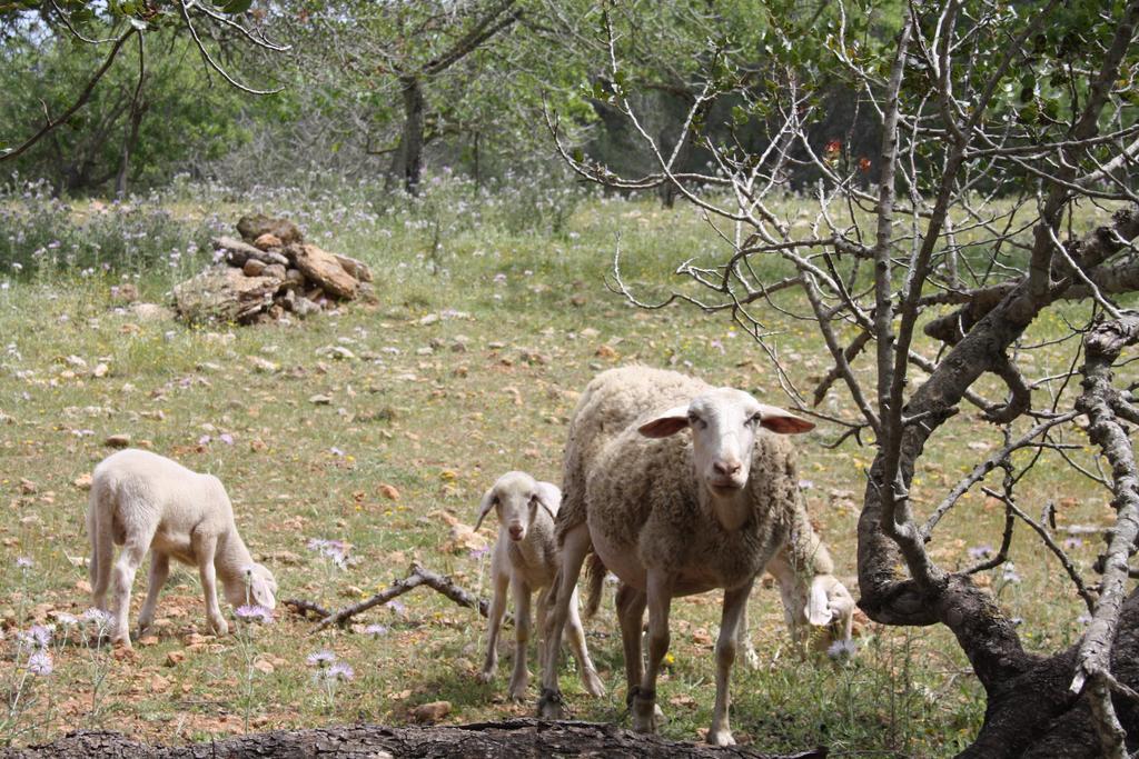 La Pitiusa Agroturismo Sant Miquel De Balansat Bagian luar foto